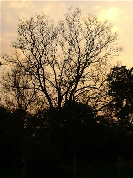 Beautyfull tree in beautyfull evening
